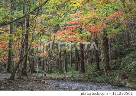 Scenery of autumn leaves at the Momiji Festival at Oguni Shrine, Ichinomiya, Totomi Province, Morimachi (Shizuoka Prefecture) 121293561