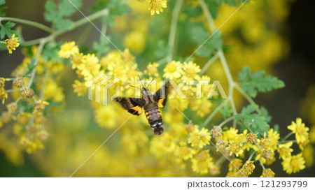 A spotted hawk sucking nectar from a dwarf daisy 121293799