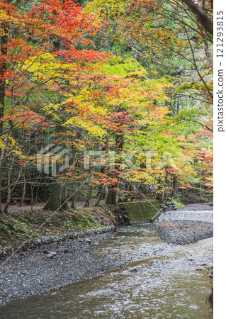 靜岡縣森町東富國一宮（排名第一的神社）小國神社的紅葉祭，展現了絢麗多彩的秋葉景色（豎構圖）。 121293815