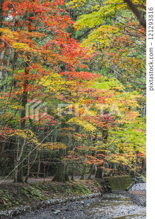 靜岡縣森町,遠富國一宮(排名第一的神社)小國神社紅葉祭期間一宮川的秋葉景色(豎構圖) 靜岡縣森町,遠富國一宮(排名第一的神社)小國神社紅葉祭期間一宮川的秋葉景色(豎構圖) 121293816