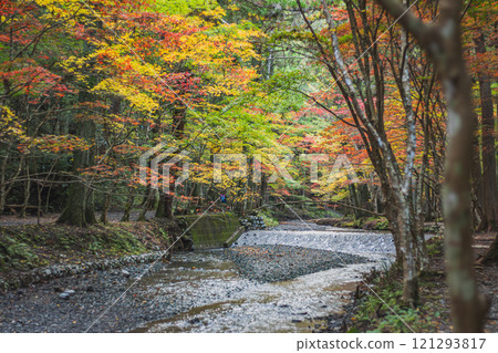 Autumn leaves and the flowing Ichinomiya River at the Momiji Festival at Oguni Shrine, Ichinomiya, Totomi Province, Morimachi (Shizuoka Prefecture) 121293817