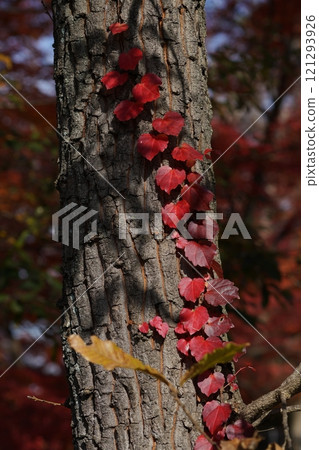 秋天有色的常春藤 秋天有色的常春藤 121293926