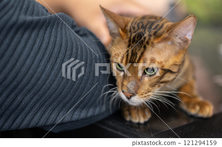 A Bengal cat with a striking coat pattern, showcasing its exotic wild look A Bengal cat with a striking coat pattern, showcasing its exotic wild look 121294159