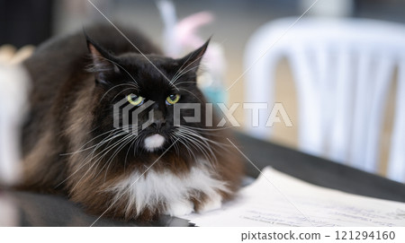 Stunning black Maine Coon cat with vibrant green eyes and a fluffy white chest sits 121294160