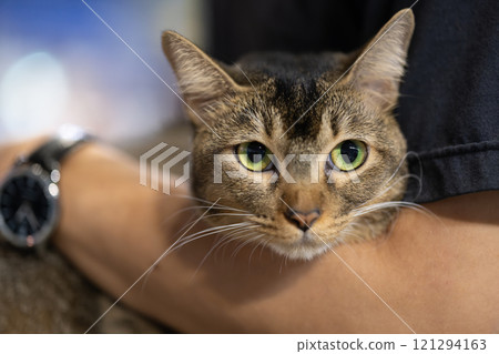 A cute tabby cat with expressive eyes and a relaxed posture is gently cradled in its owner's arms A cute tabby cat with expressive eyes and a relaxed posture is gently cradled in its owner's arms 121294163
