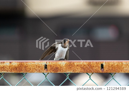 Young swallow spreading its wings 121294389