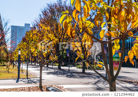 Tachikawa City Autumn Sunshine Road 121294462