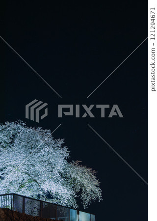 漂浮在夜空中的乾櫓台的櫻花【松代城跡】 漂浮在夜空中的乾櫓台的櫻花【松代城跡】 121294671