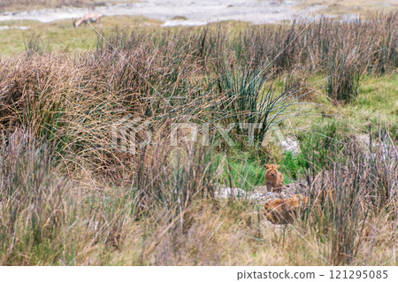 Lion Cubs in the Ngorogoro Crater Lion Cubs in the Ngorogoro Crater 121295085