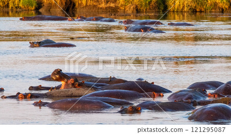 Hippo pool in the Serengeti Hippo pool in the Serengeti 121295087