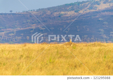 Pride of lions in the Serengeti Pride of lions in the Serengeti 121295088