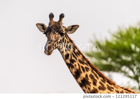 Masai Giraffe in the Serengeti Masai Giraffe in the Serengeti 121295117