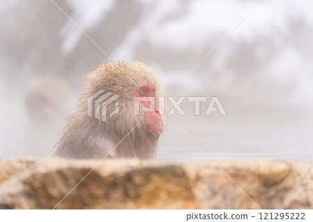 泡溫泉的日本獼猴【長野縣地獄谷雪猴公園】 泡溫泉的日本獼猴【長野縣地獄谷雪猴公園】 121295222