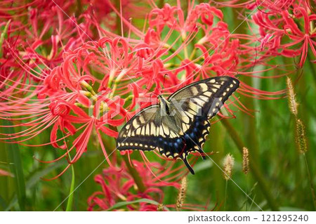 Swallowtail butterflies smoking honeybred flower nectar Swallowtail butterflies smoking honeybred flower nectar 121295240