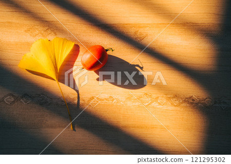 A vine and a ginkgo tree illuminated by the setting sun shining through the window. Indoors. 121295302