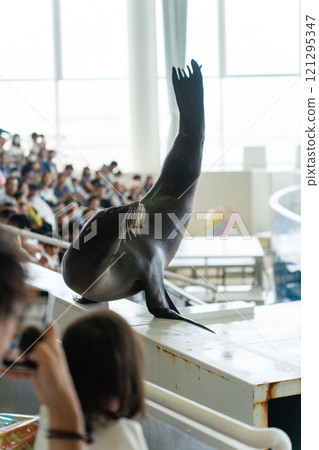 Standstill of sea lion 121295347