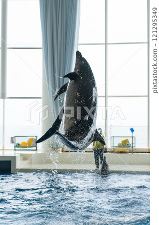 大洗水上世界的海豚表演 大洗水上世界的海豚表演 121295349