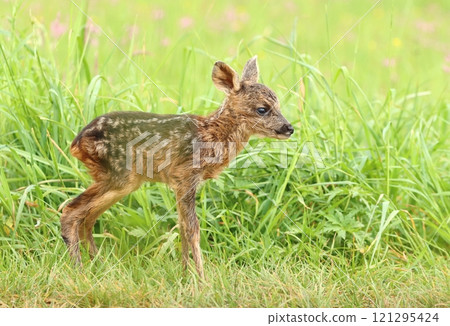 Adorable roe deer fawn in spring 121295424