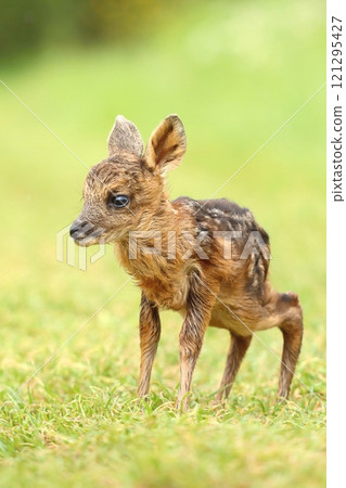 Adorable roe deer fawn in spring Adorable roe deer fawn in spring 121295427