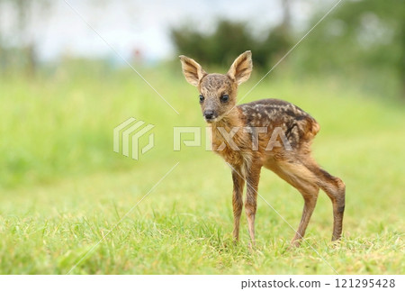 Adorable roe deer fawn in spring 121295428