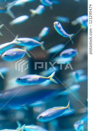 大洗水世界的沙丁魚 大洗水世界的沙丁魚 121295474