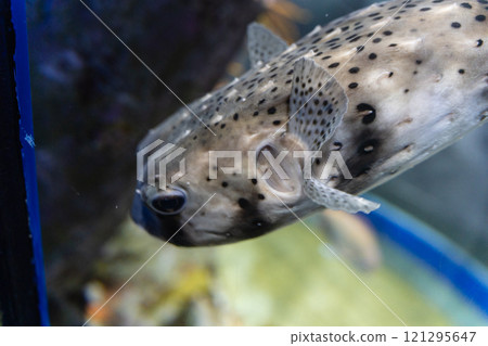 Pufferfish at Aqua World Oarai Pufferfish at Aqua World Oarai 121295647
