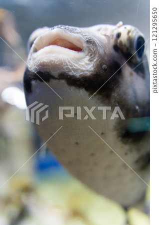 Pufferfish at Aqua World Oarai 121295650