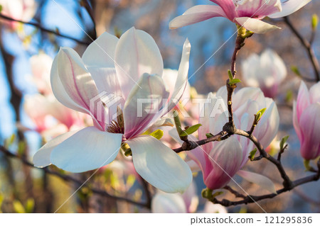 blooming magnolia in morning light. pink flowers on the branches of soulangeana tree in spring 121295836