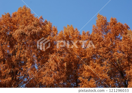 Metasequoia Metasequoia 121296033