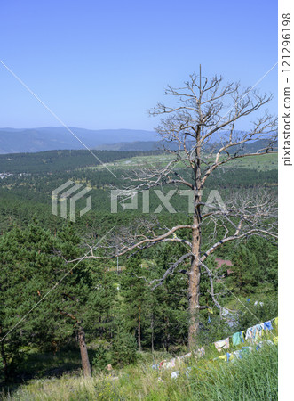 A withered pine tree on a hill in Buryatia A withered pine tree on a hill in Buryatia 121296198
