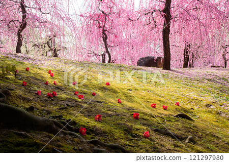 Beautiful spring scenery of camellias and plum blossoms in the gardens of Jonangu Shrine 121297980