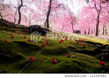 城南宮神社庭園的美麗春天景色、落山茶花和梅花 121297981