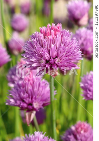 Curative violet chives flower blooming Curative violet chives flower blooming 121297990
