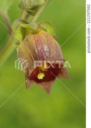 Poisonous deadly nightshade flower blooming 121297992