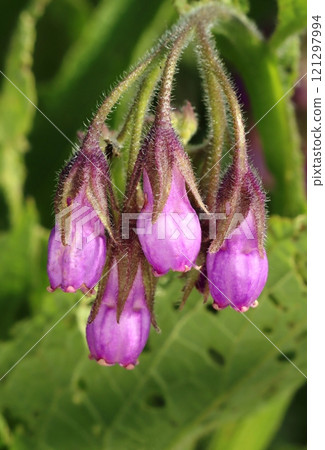 Healing violet comfrey flower blooming 121297994