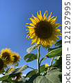 sunflower	 121297995