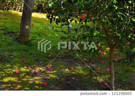 紅色的山茶花和青苔城南宮神社 121298005