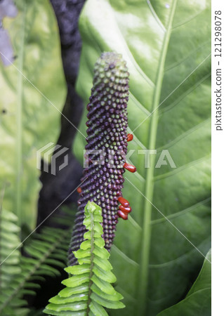 Thai agricultural produce to be exhibited at the fair 121298078