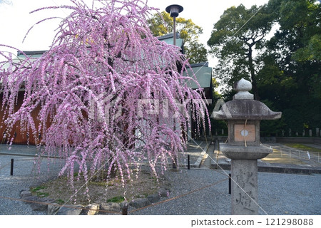 燈籠與垂梅 城南宮 121298088