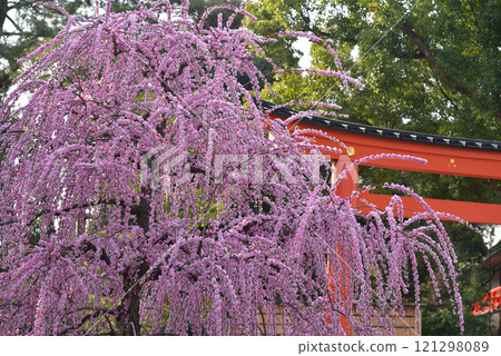 鳥居與垂梅 城南宮神社 121298089