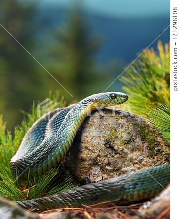 A snake lying on the grass 121298108