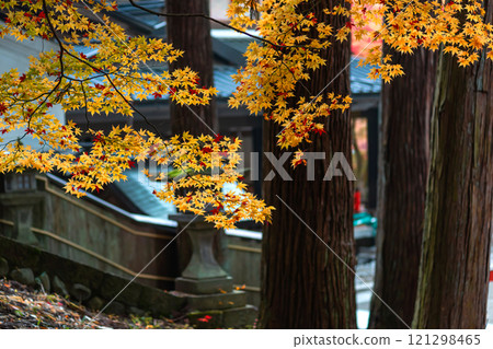 241112 日枝神社 m038 241112 日枝神社 m038 121298465