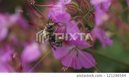 A female white striped longhorn wasp sucking nectar from a geranium dalmaticum 121298564