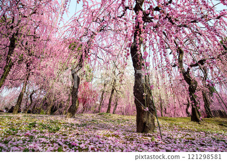 Shoannamiya branch plum of Shinen 121298581