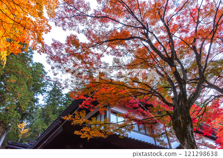 241113 日枝神社 z008 241113 日枝神社 z008 121298638