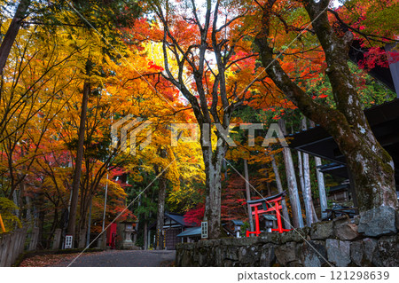 241113 日枝神社 z010 241113 日枝神社 z010 121298639