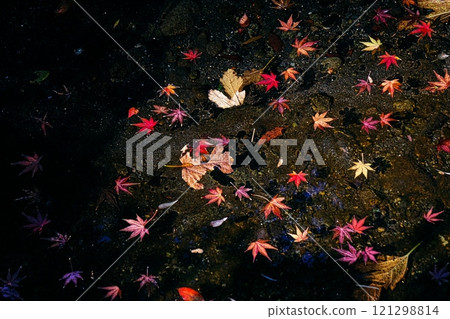 Momiji漂浮在水面上 121298814