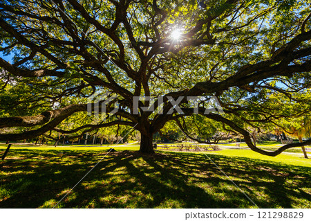 City Botanic Gardens in Brisbane Australia City Botanic Gardens in Brisbane Australia 121298829