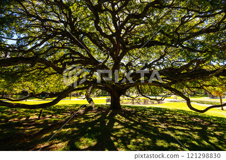 City Botanic Gardens in Brisbane Australia 121298830
