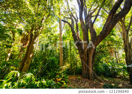 City Botanic Gardens in Brisbane Australia City Botanic Gardens in Brisbane Australia 121298840